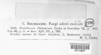 Pestalotiopsis palmarum image